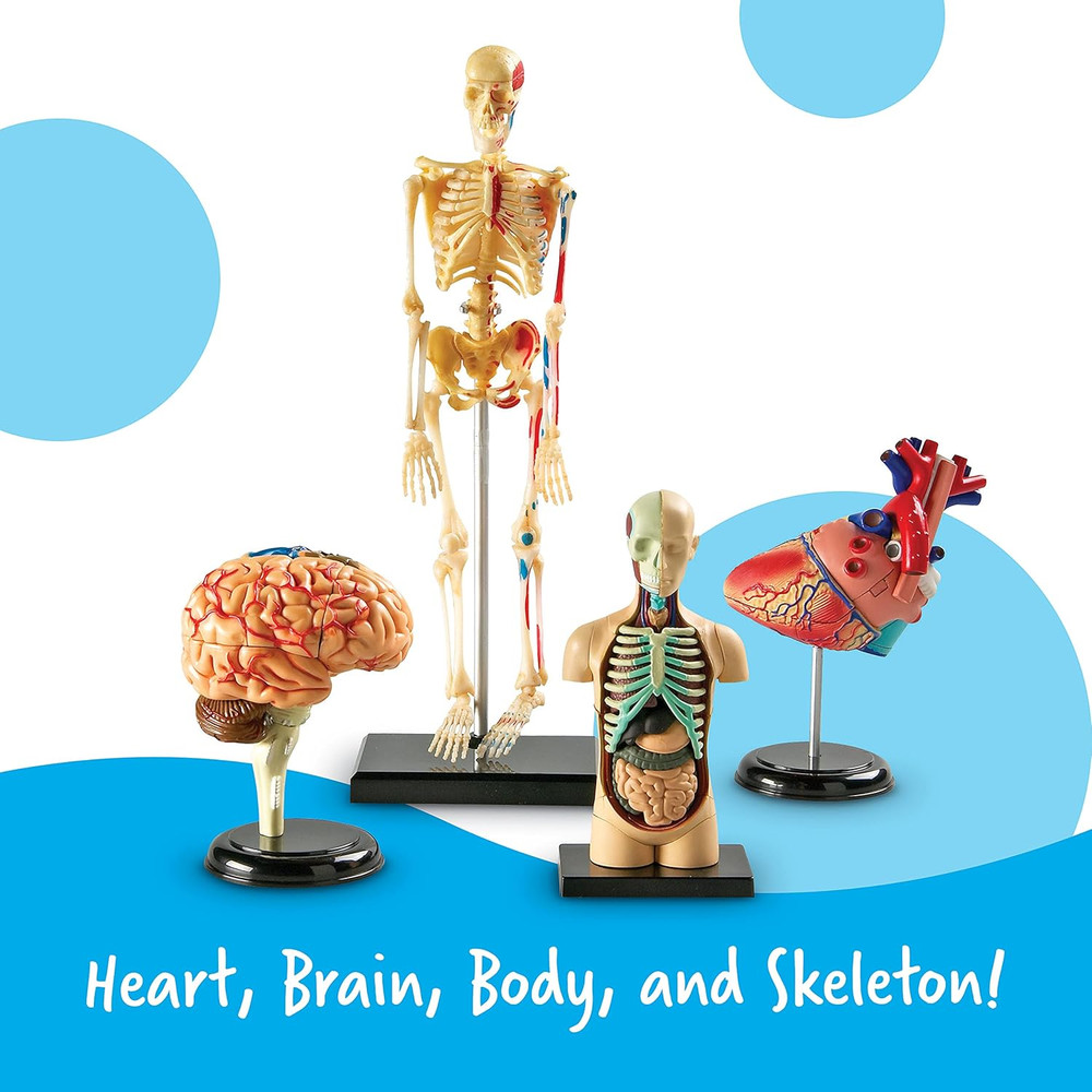 Anatomy Models Bundle Set - Skeleton and Physiology, Human Body Model , Science