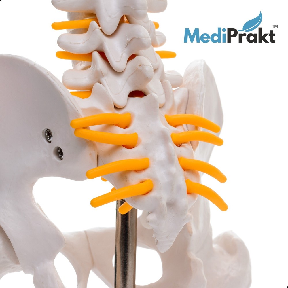 MediPrakt | JOINT MODEL COMBO - 4 | Hip Shoulder Knee Mini Spine