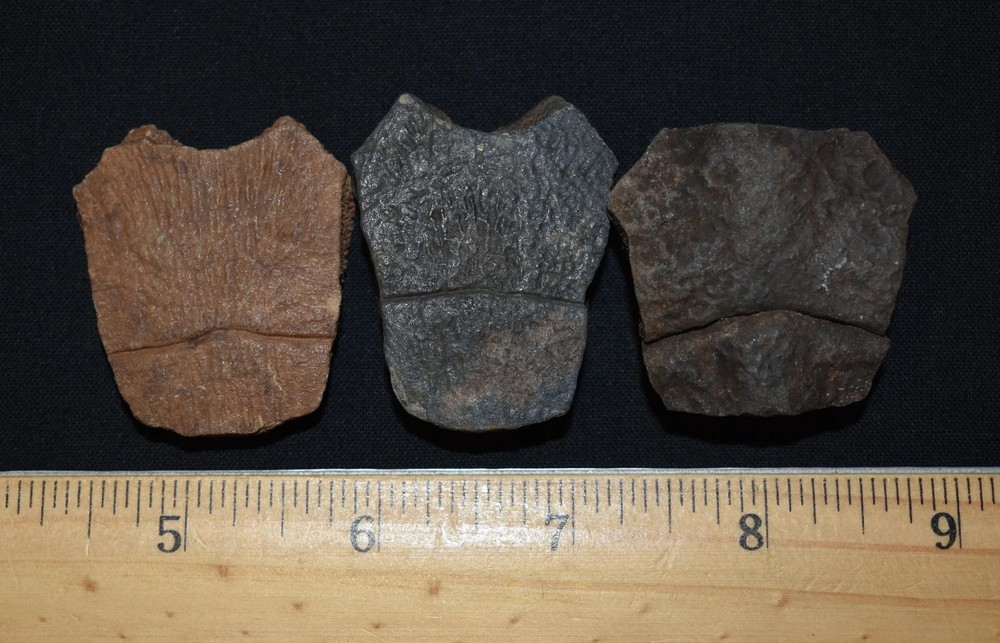 Set of Three Fossi Turtle Shell Elements (top shell pieces)