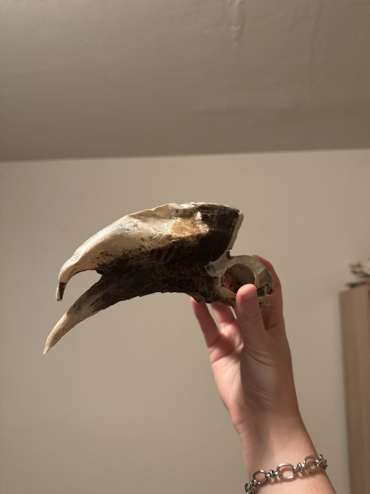 Super Cool Unique White-thighed Hornbill Skull (read description)