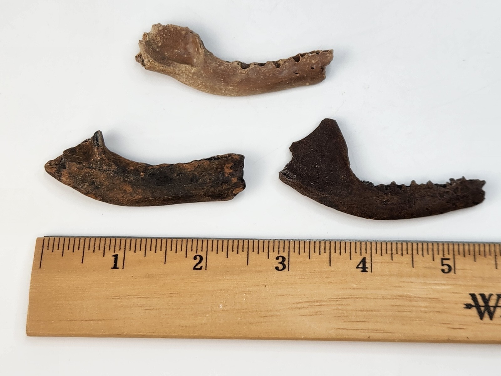 Mammal Jaw Fossil - Florida - Pleistocene Ice Age - 1 Per Purchase