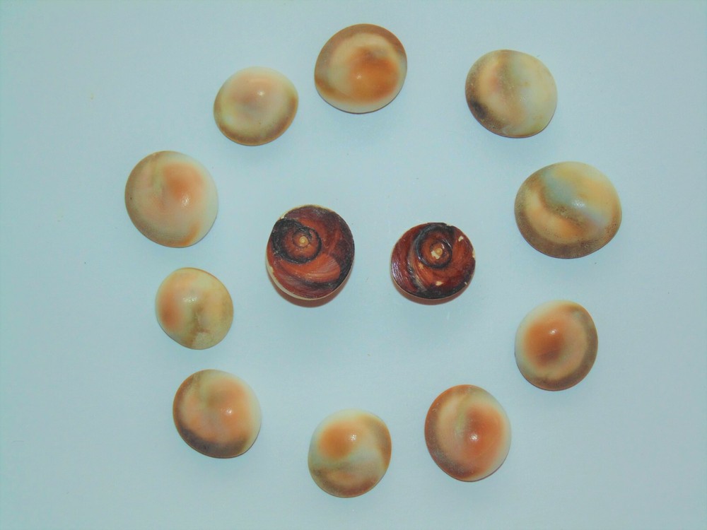 TWELVE (12) TAN CATS EYE SHELLS, CRAFT TROPICAL