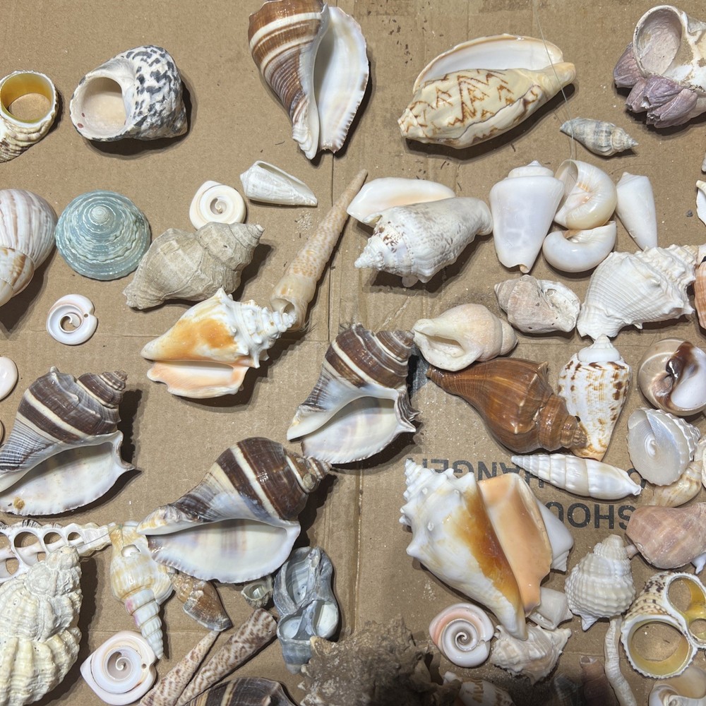 Collection of Sea Shells Various Types and Sizes Lot Bundle Small Medium