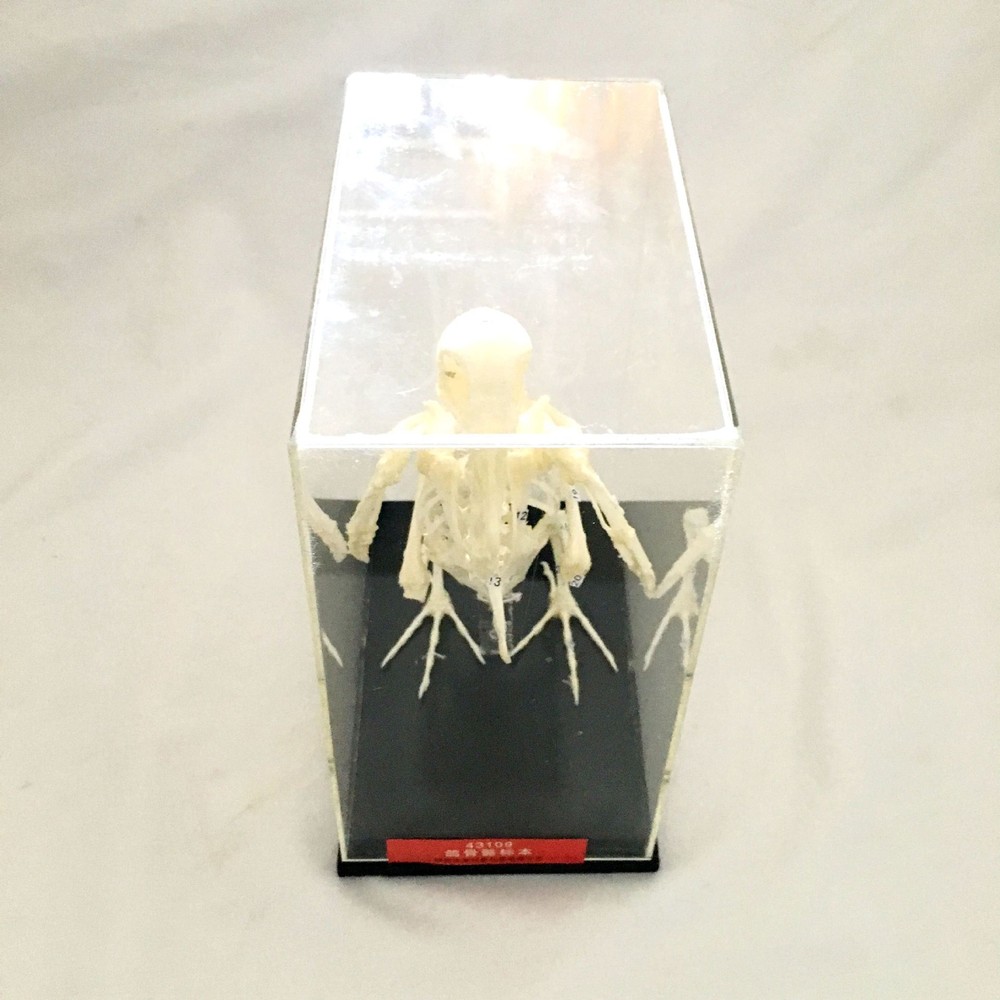 Dove Skeleton Bone Embedding Specimen Pigeon Model Teaching Education Study US