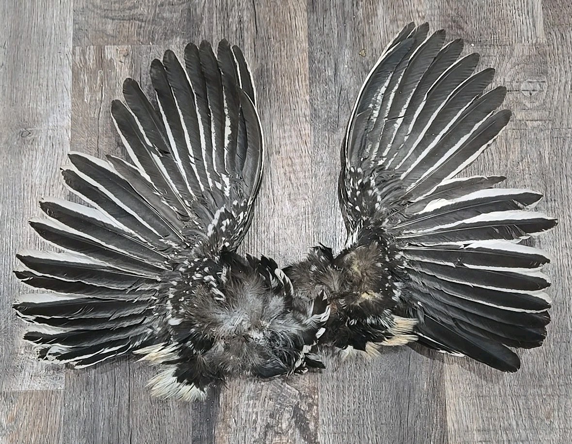 Cream Chicken Rooster Wings Craft Bird Fly Tying Feathers Taxidermy Material