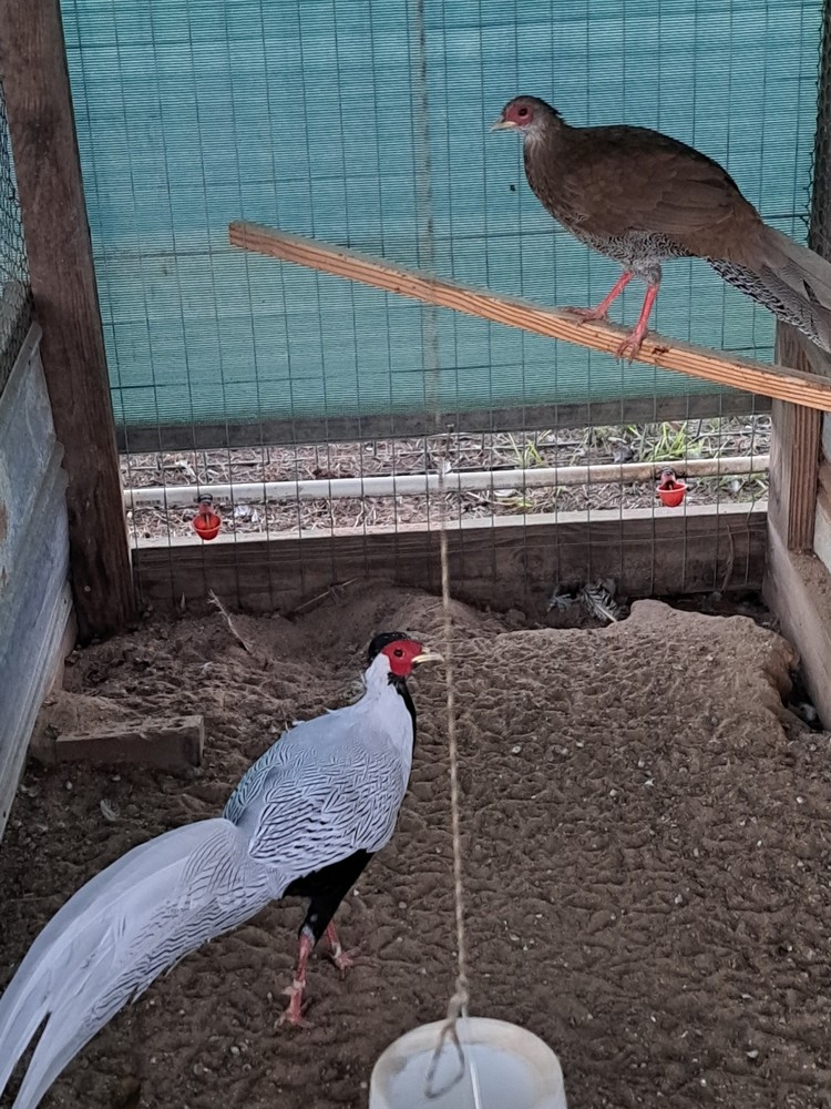 6 Silver Pheasant Hatching Eggs
