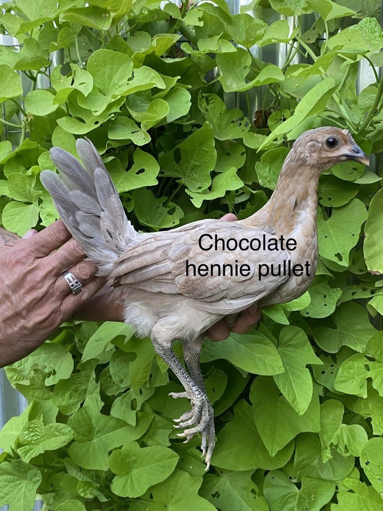 1 Hatching EGGs EGGs