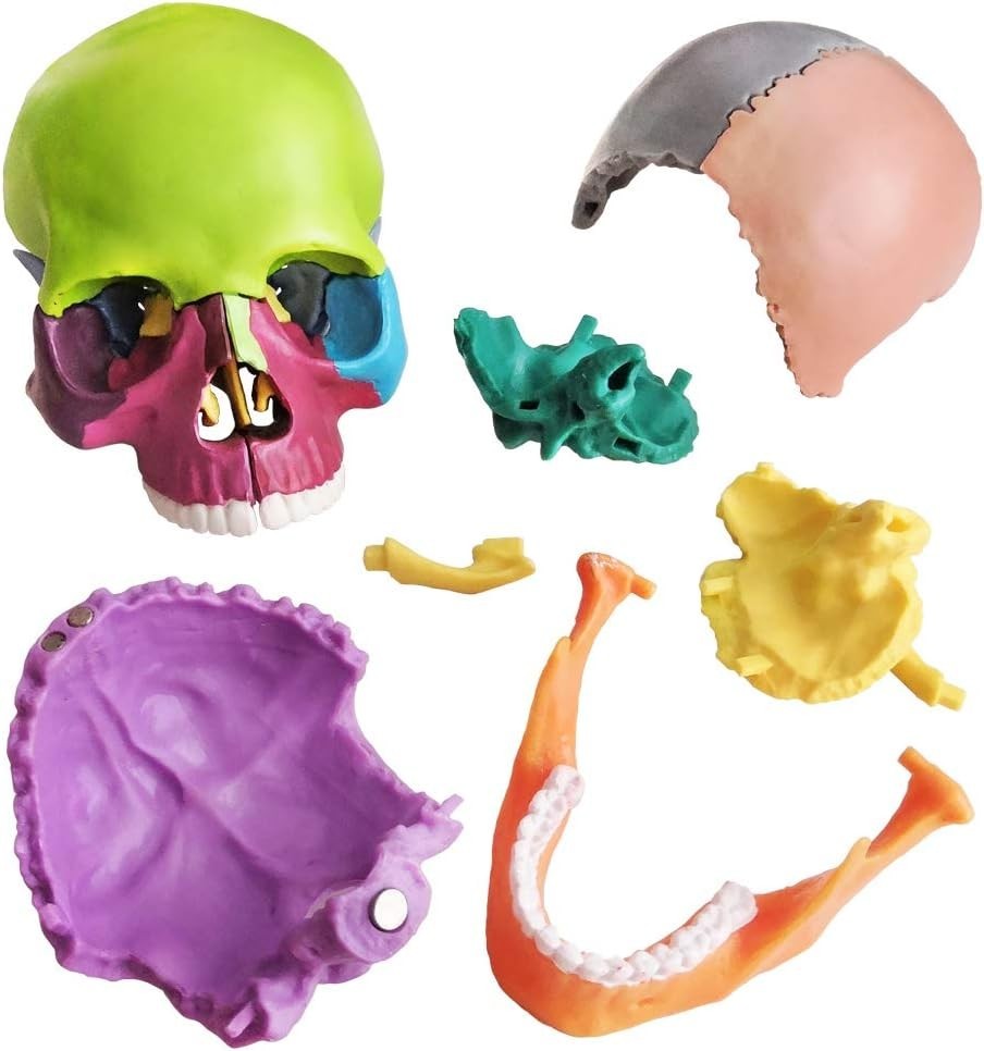 Human Skull Model with Painted Sutures
