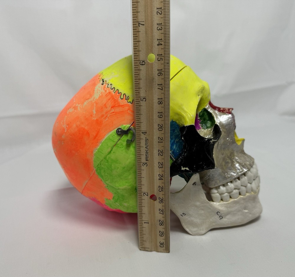 Anatomical Human Skull Model, 3-Part, Numbered, with Sutures, Movable Jaw