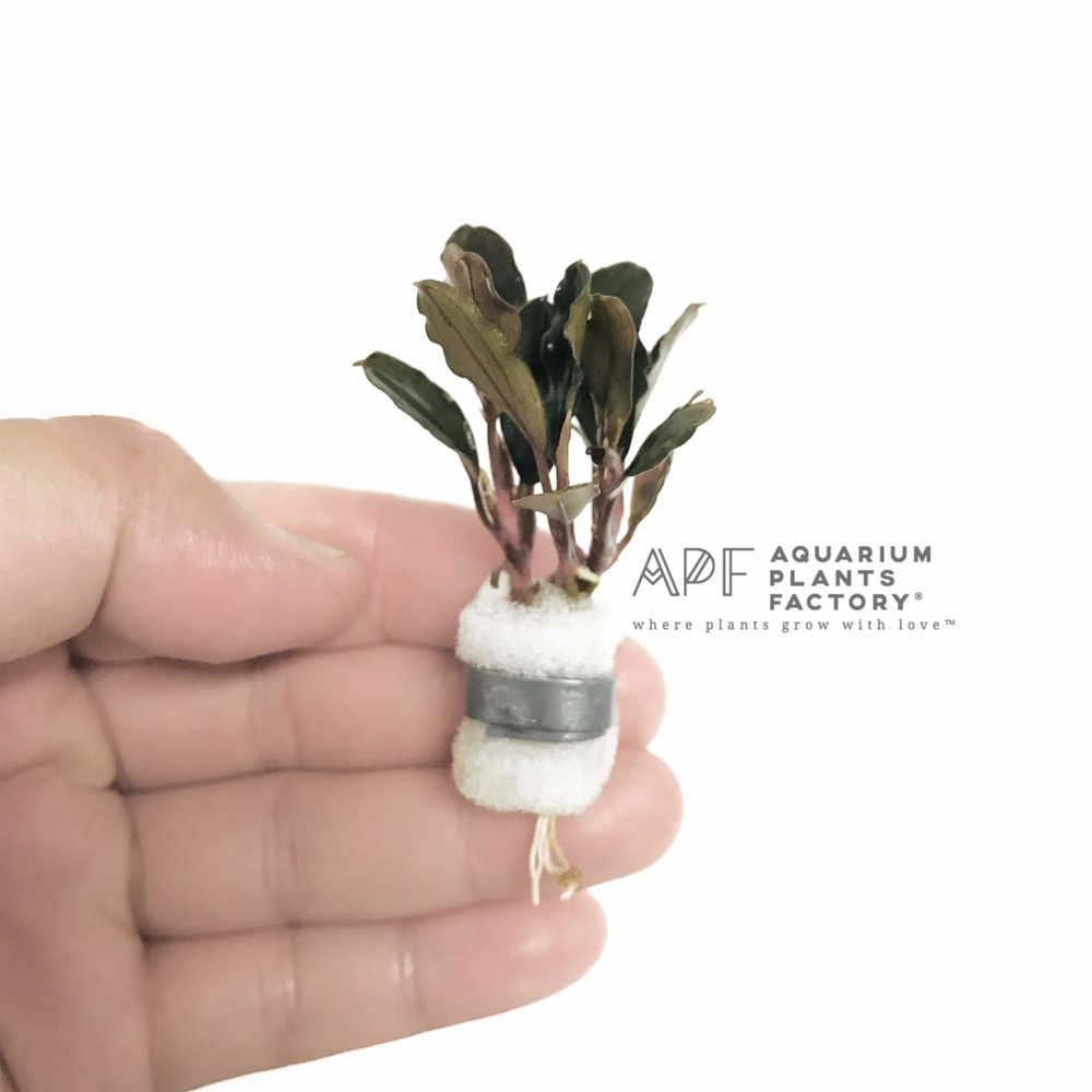 Bucephalandra Brownie Ghost | Aquarium Plants Factory®