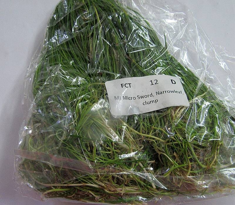 12 microsword narrow leaf clump plants