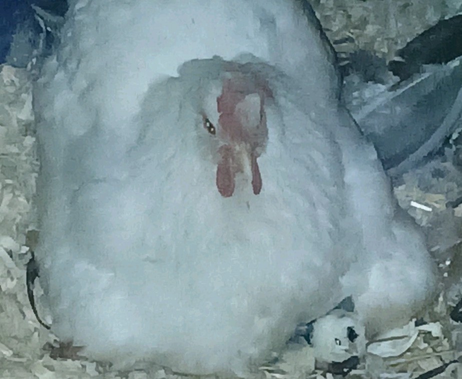 12 Heavy Egg Production Hatching Eggs