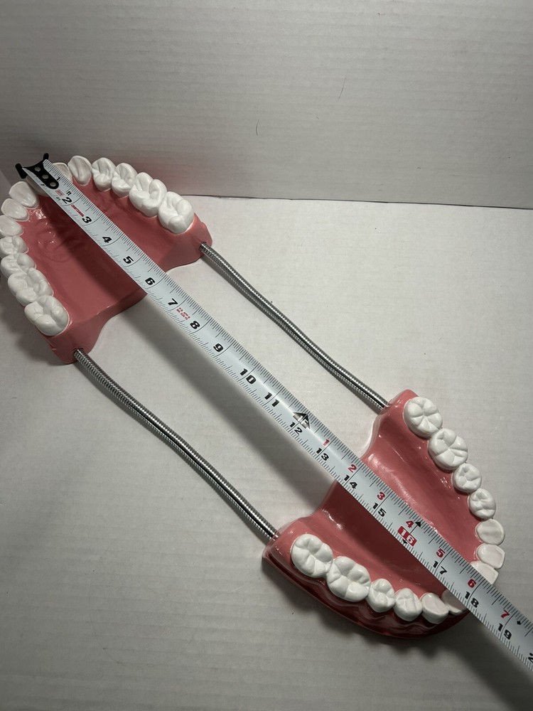 Teeth Dental Teaching Articulating Large Jaw