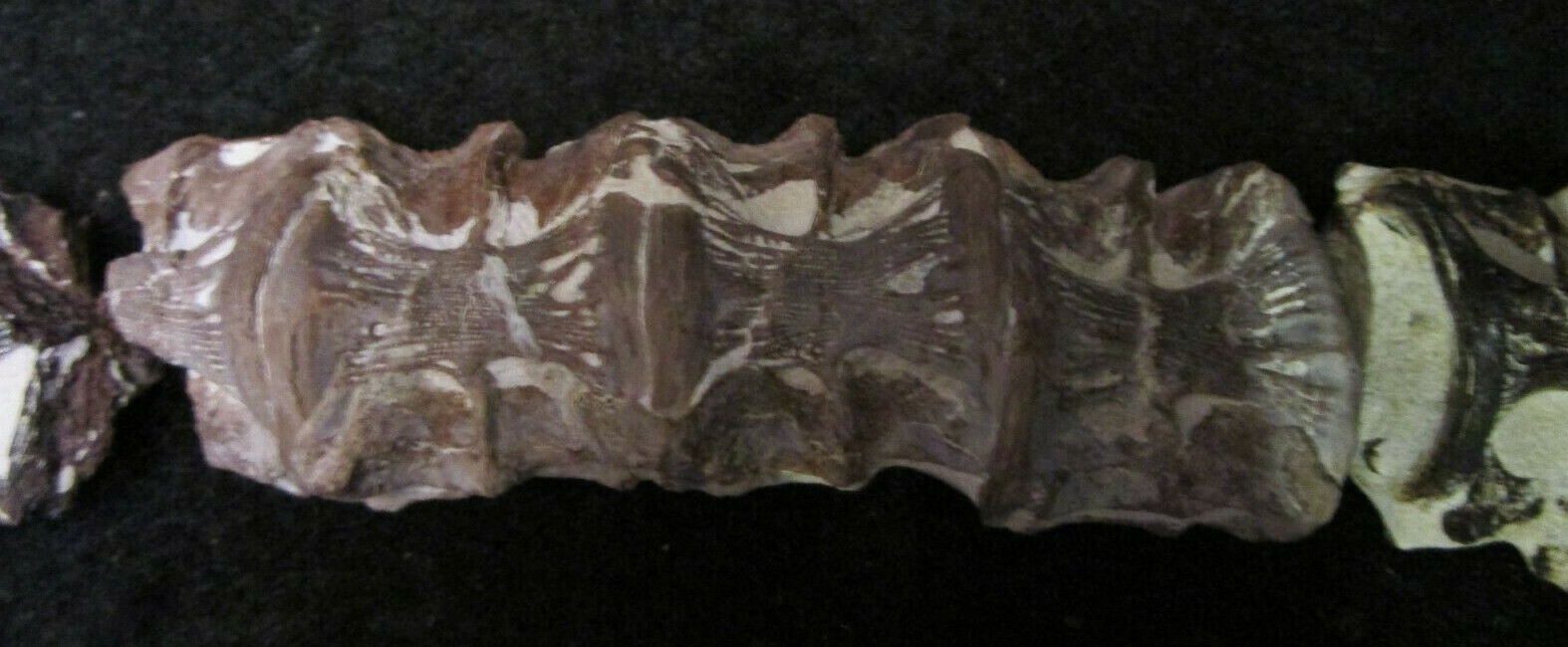 * Cretaceous Cimolichtys Fossil Fish Spine 14 Vertebrae Kansas Niobrara