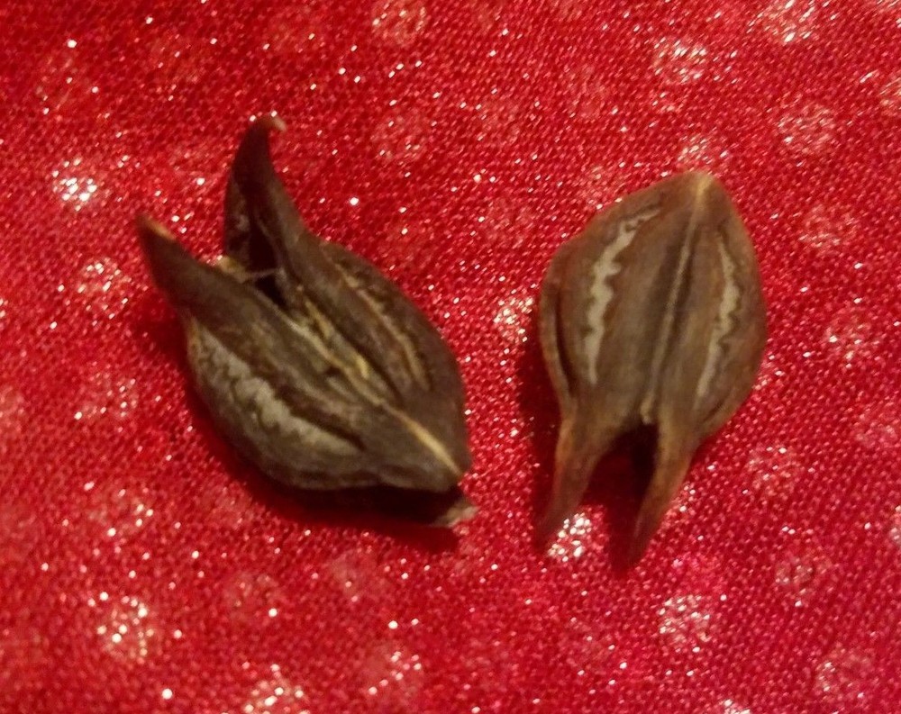 BAT'S HEAD ROOT TALISMAN ~ CHARM FOR PROTECTION & WISHES