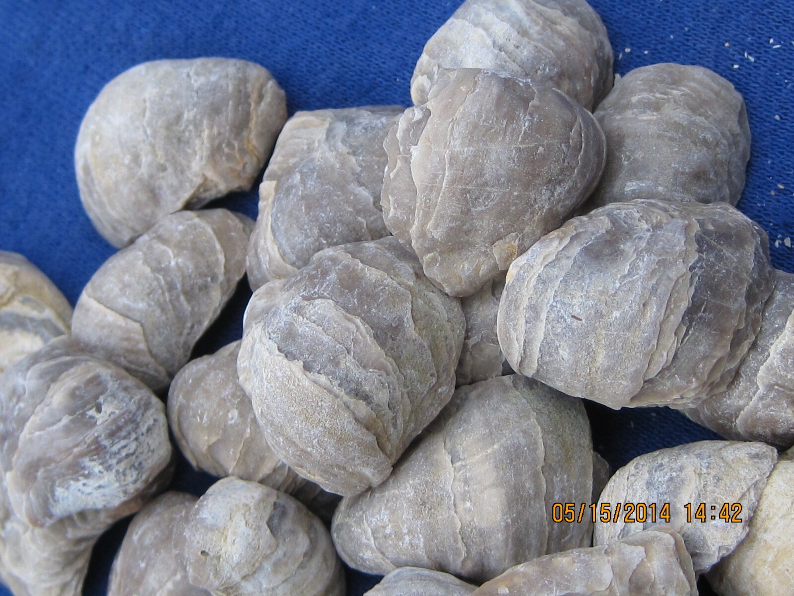TWENTY FIVE DEVIL'S TOE NAIL FOSSILS WHOLESALE