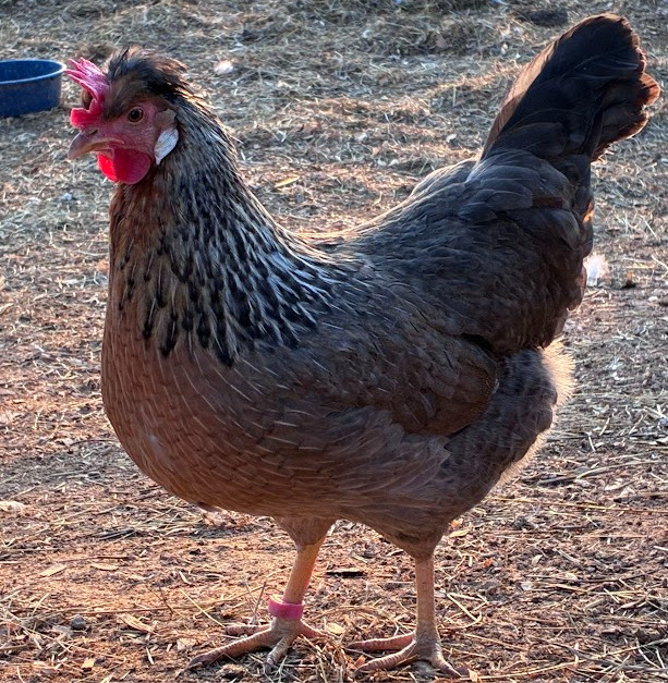 Cream Legbar Hatching Eggs 10++