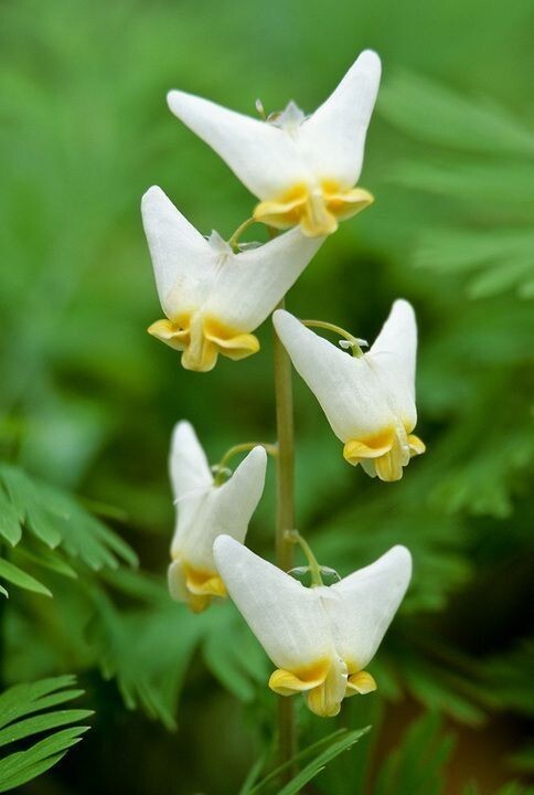 Dutchman Breeches (Dicentra Cucularia) Bulbs/Bareroot
