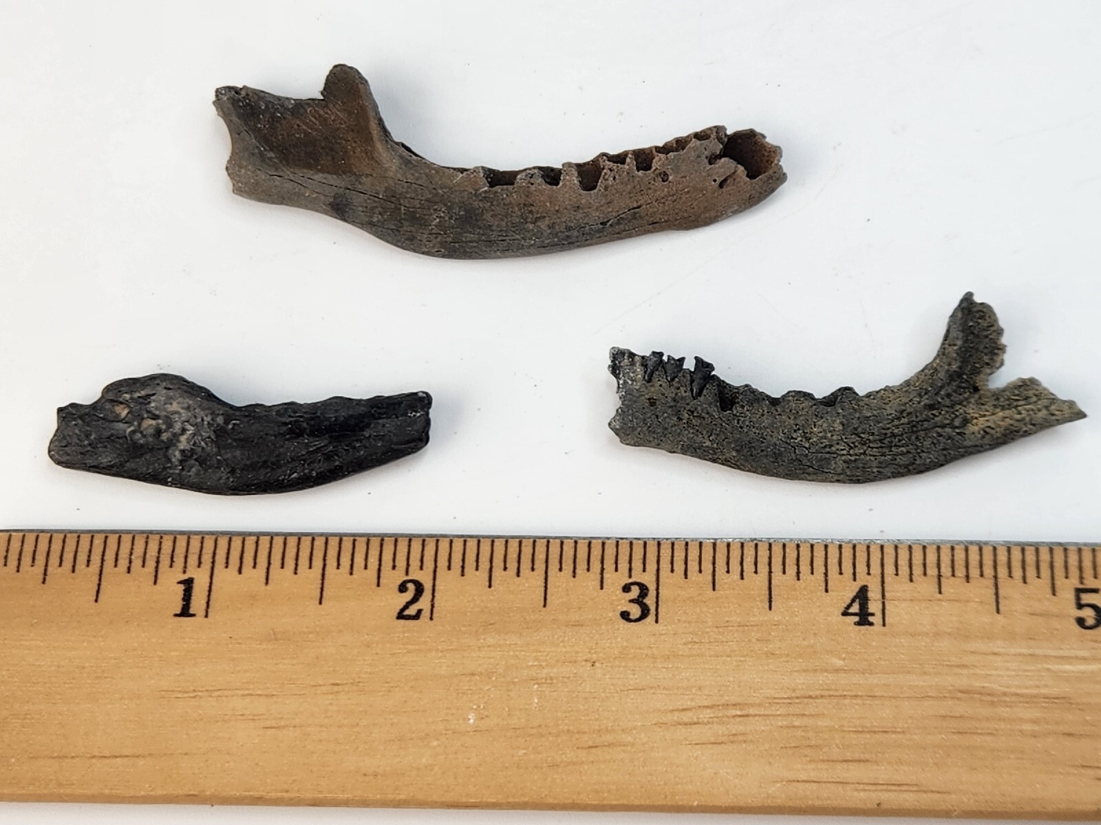 Mammal Jaw Fossil - Florida - Pleistocene Ice Age - 1 Per Purchase