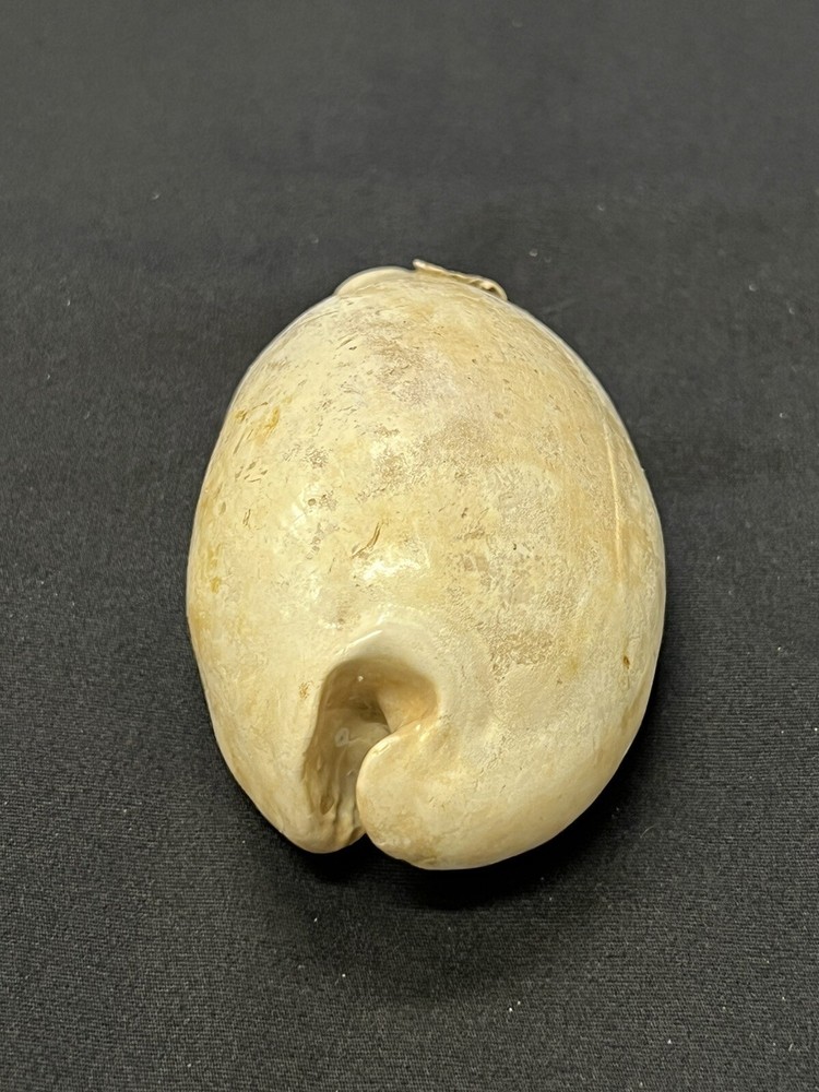 EXTINCT Fossilized COWRIE Shell From Central Florida - Pliocene Era.
