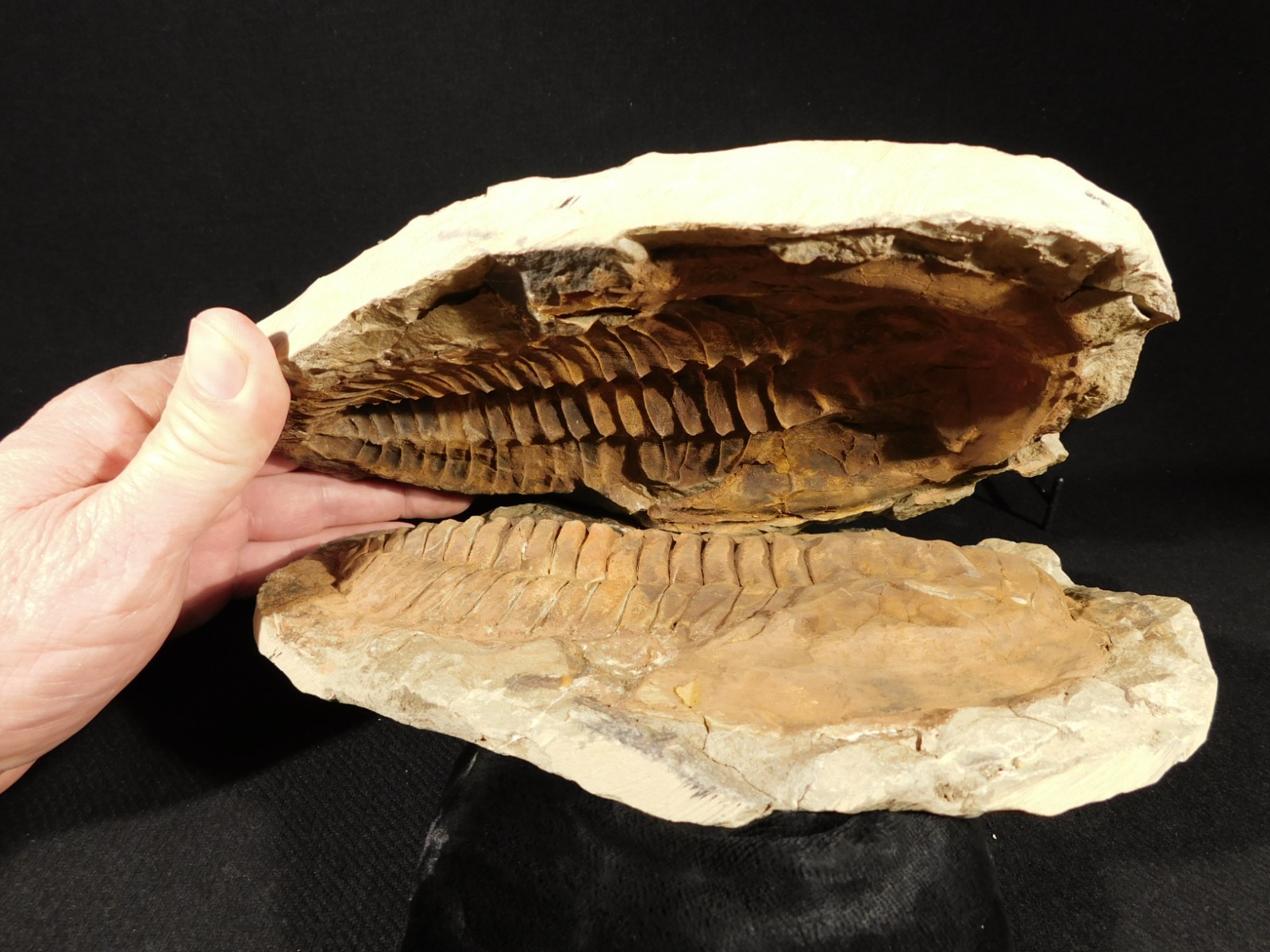 HUGE! 530 Million Year OLD! Andalusiana Trilobite Fossil Anif Morocco 3242gr