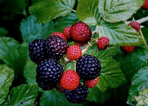 2 Wild Black Raspberry Plants - Bare Root Appalachian Harvest Rubus occidentalis