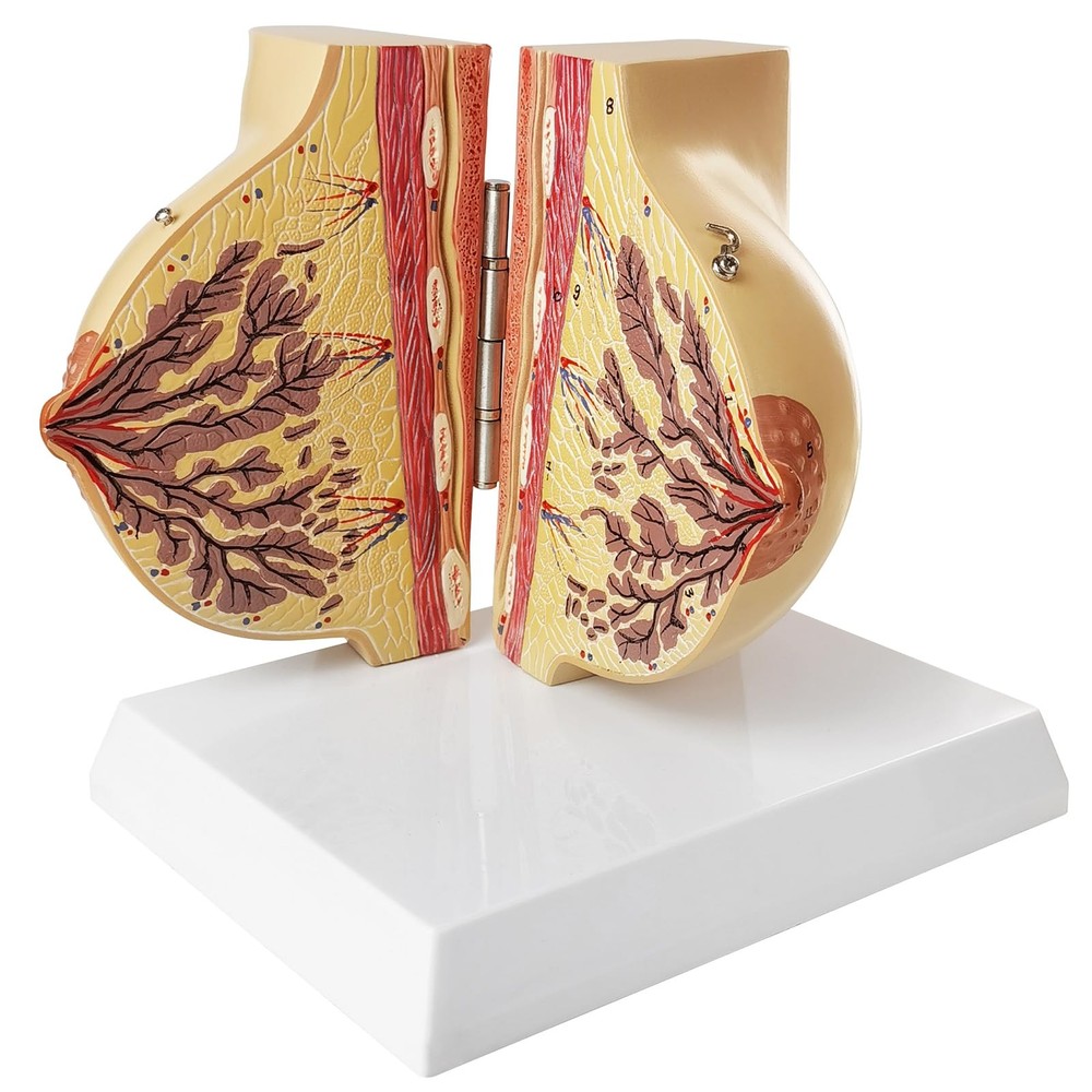 Non-lactating Breast Model, Breast Sagittal Section Anatomical Display Model,...