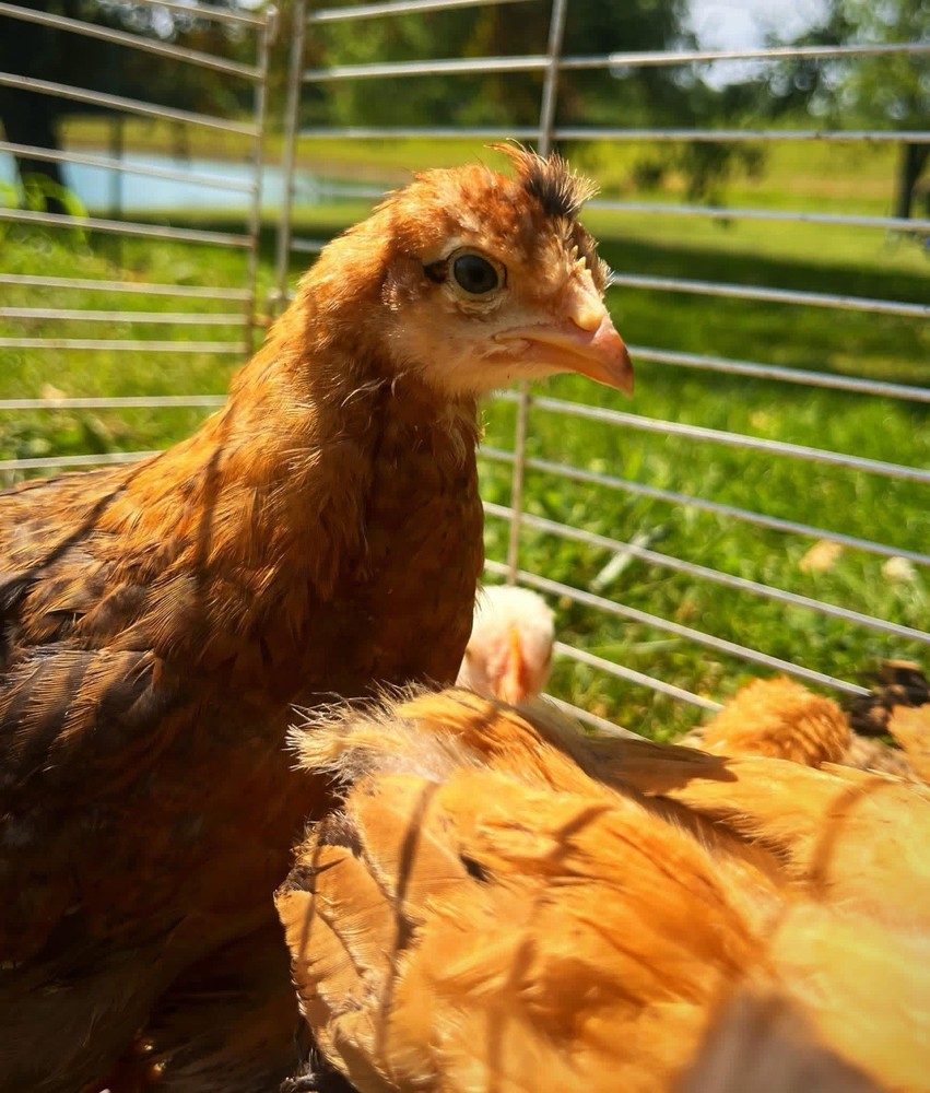 18+ Multi-Generational Olive Egger Hatching Eggs F1-F3