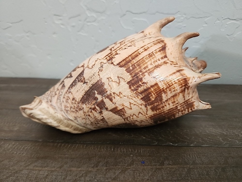 Vintage Large Cymbiola Imperialis Seashell