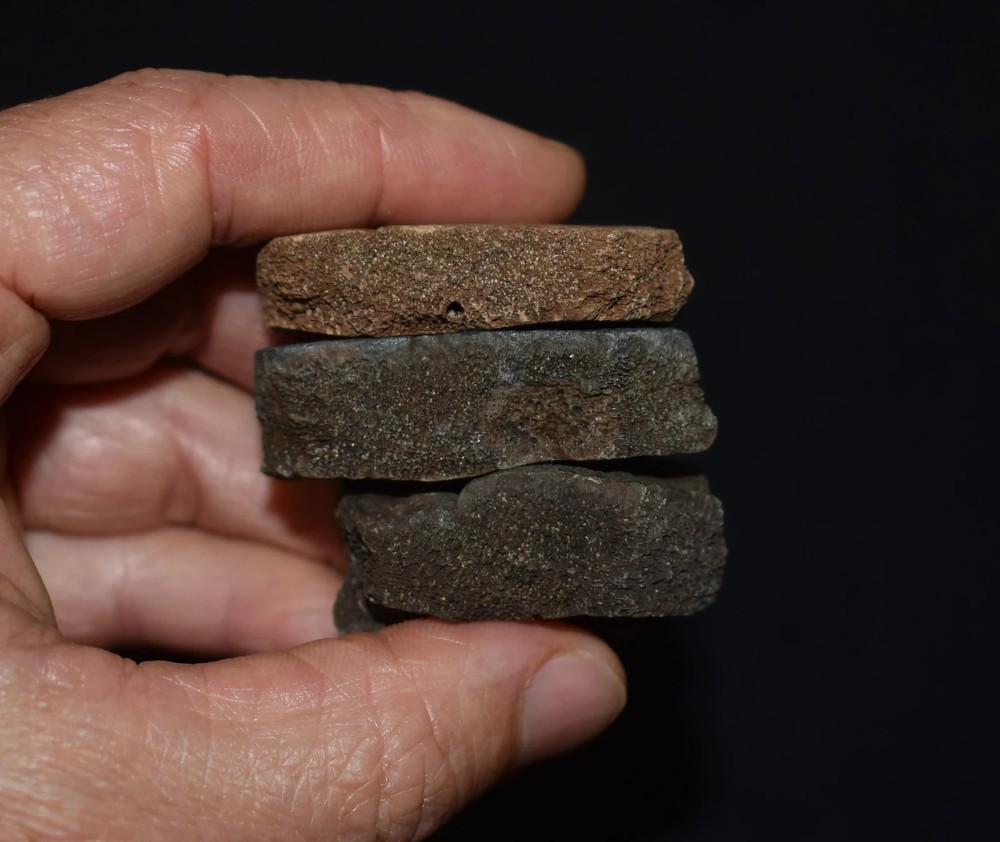 Set of Three Fossi Turtle Shell Elements (top shell pieces)