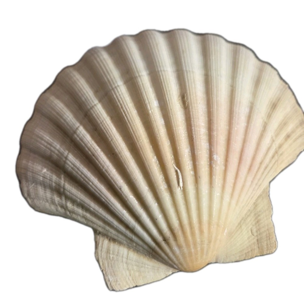 120 mm 4-3/4 GREAT PATTERN Pecten Maximus Scallop Seashells #FSFSDC