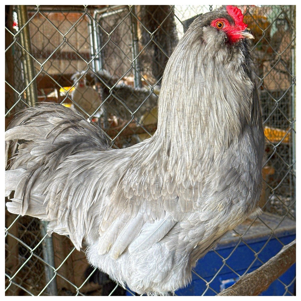 6 Lavender Ameraucana Chicken Hatching Eggs (NPIP Certified)