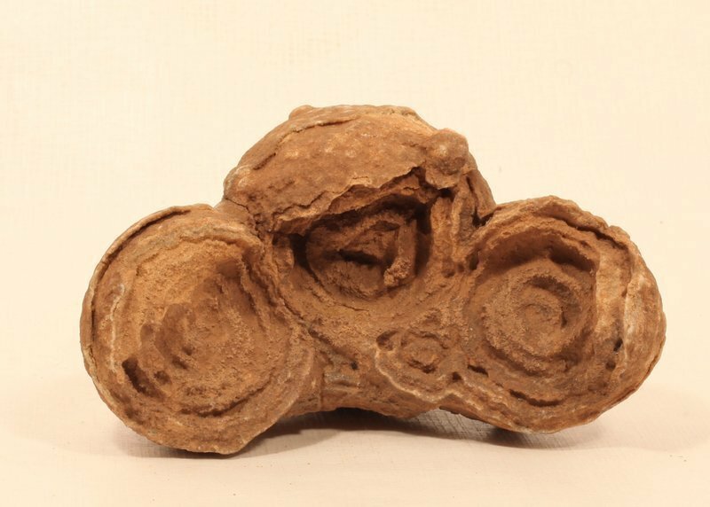 Moroccan stromatolite fossil