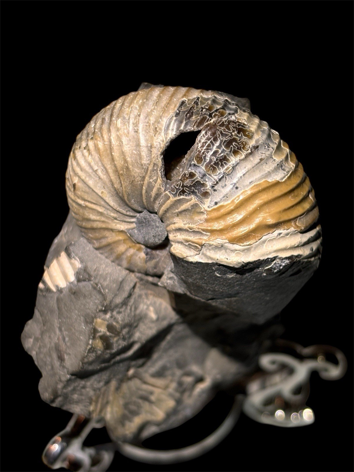 Ammonite Fossil Bundle Lot of 5 Specimens