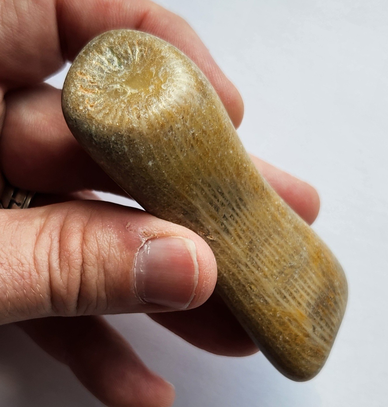 70g Awesome Tumbled Fossil Horned Coral Central Texas Pennsylvanian