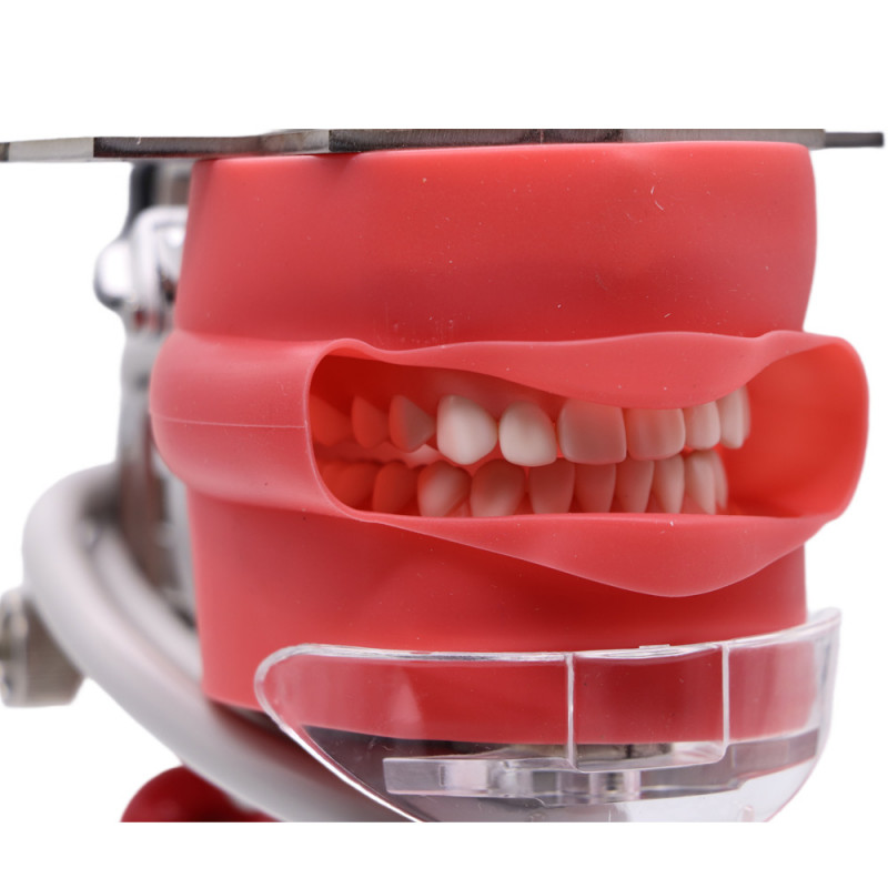 Dental Head Model Simulator Phantom Dentist Teaching Head Model 28pcs Teeth USA