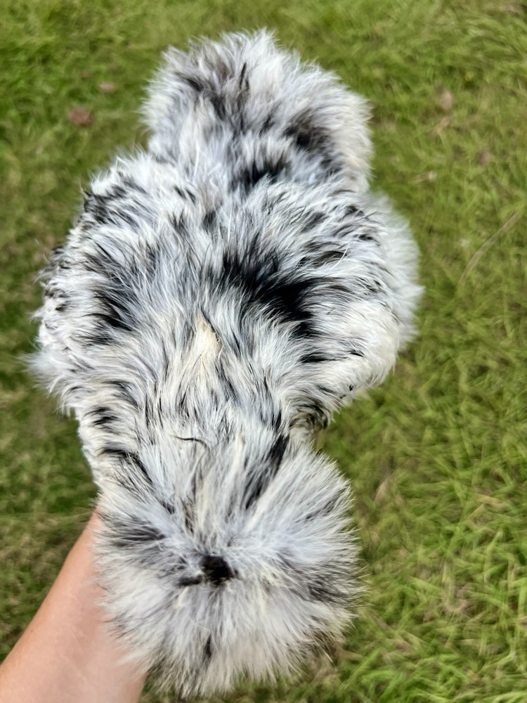 12 RARE Hens Choice Hatching Eggs NPIP