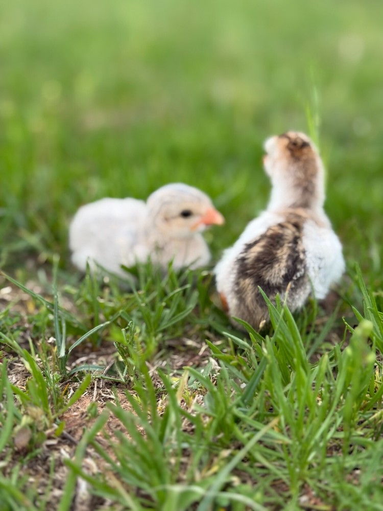 12+ Absorted Guinea Fowl Hatching Egg
