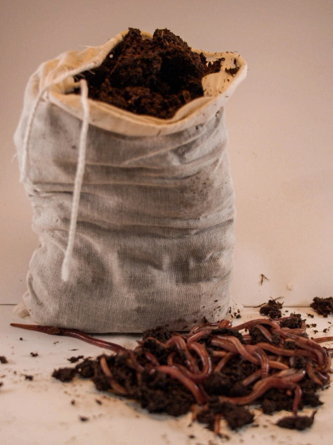 1/2lb 500 Ct Live Red Wiggler Composting Worms - Eisenia Fetida-live delivery