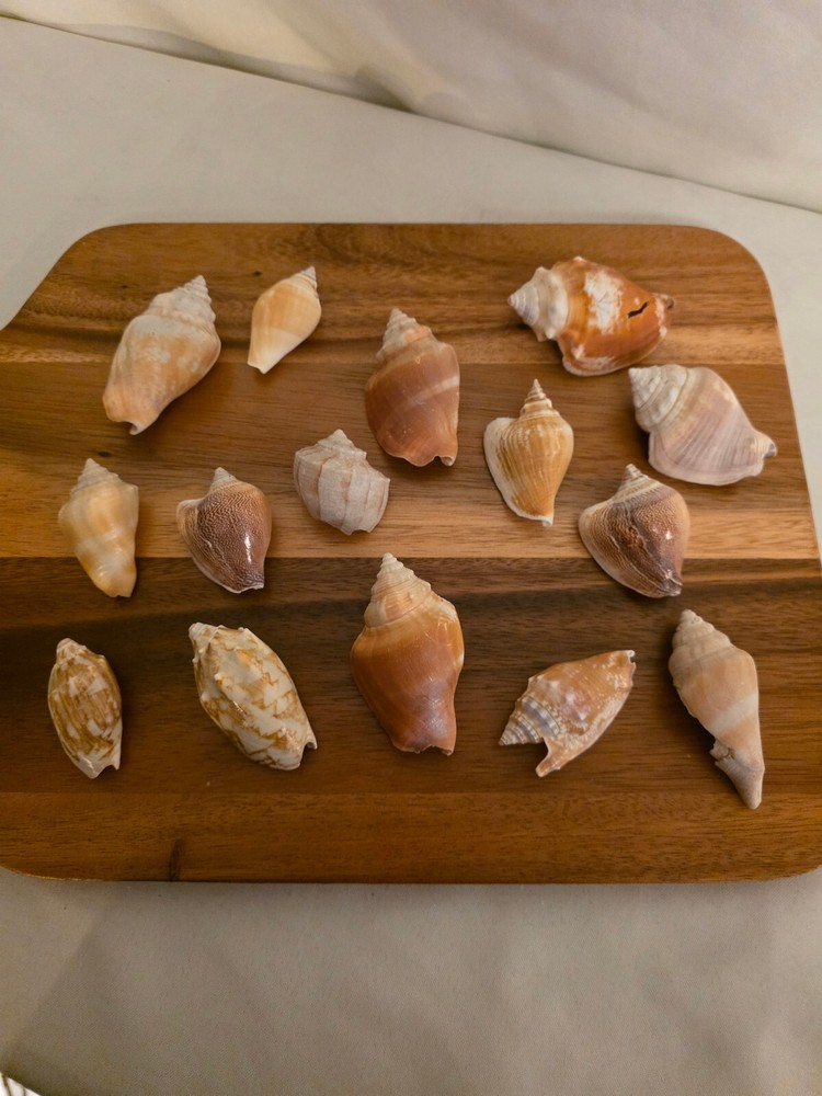 Ocean Seashell Lot - Estate Find