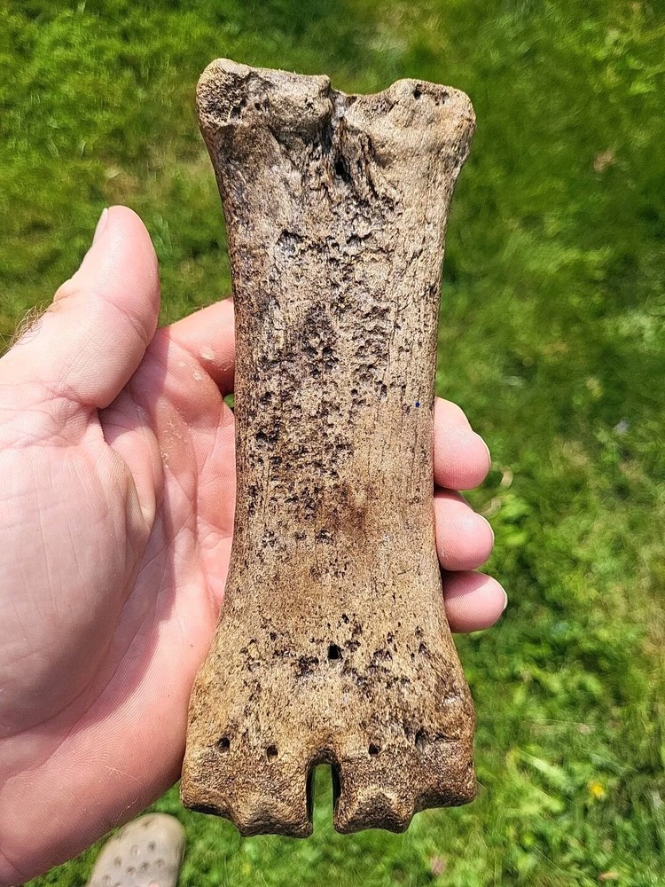 Bison metacarpal Historic bison foot bone