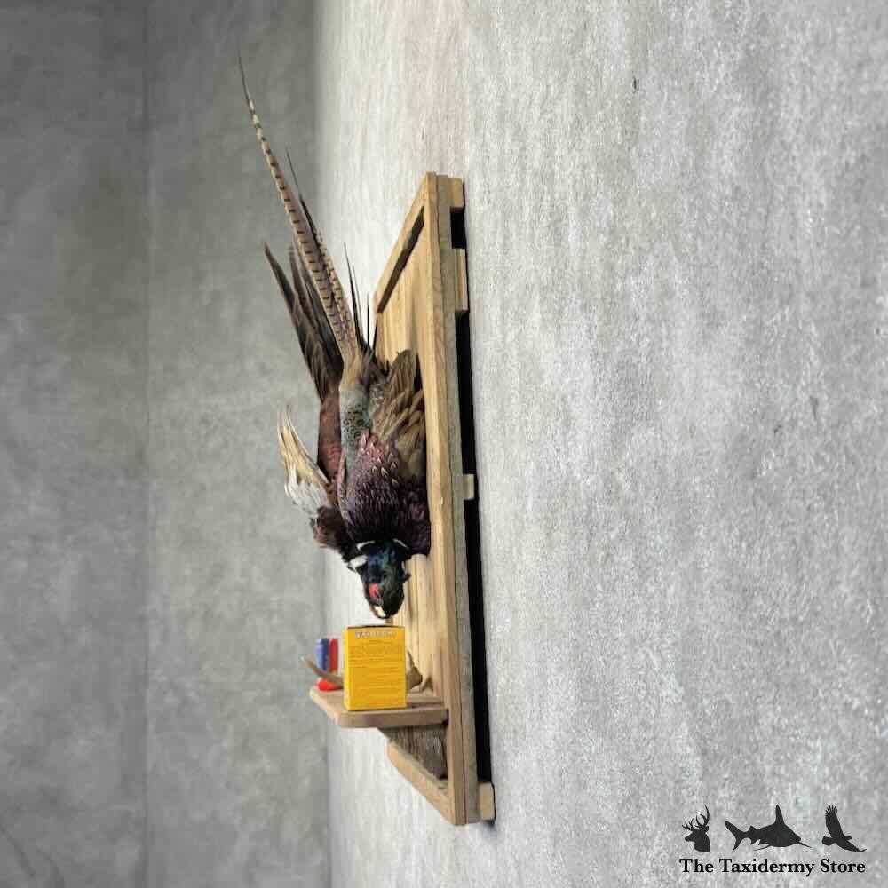 #31693 P | Ringneck Pheasant Taxidermy Bird Display For Sale