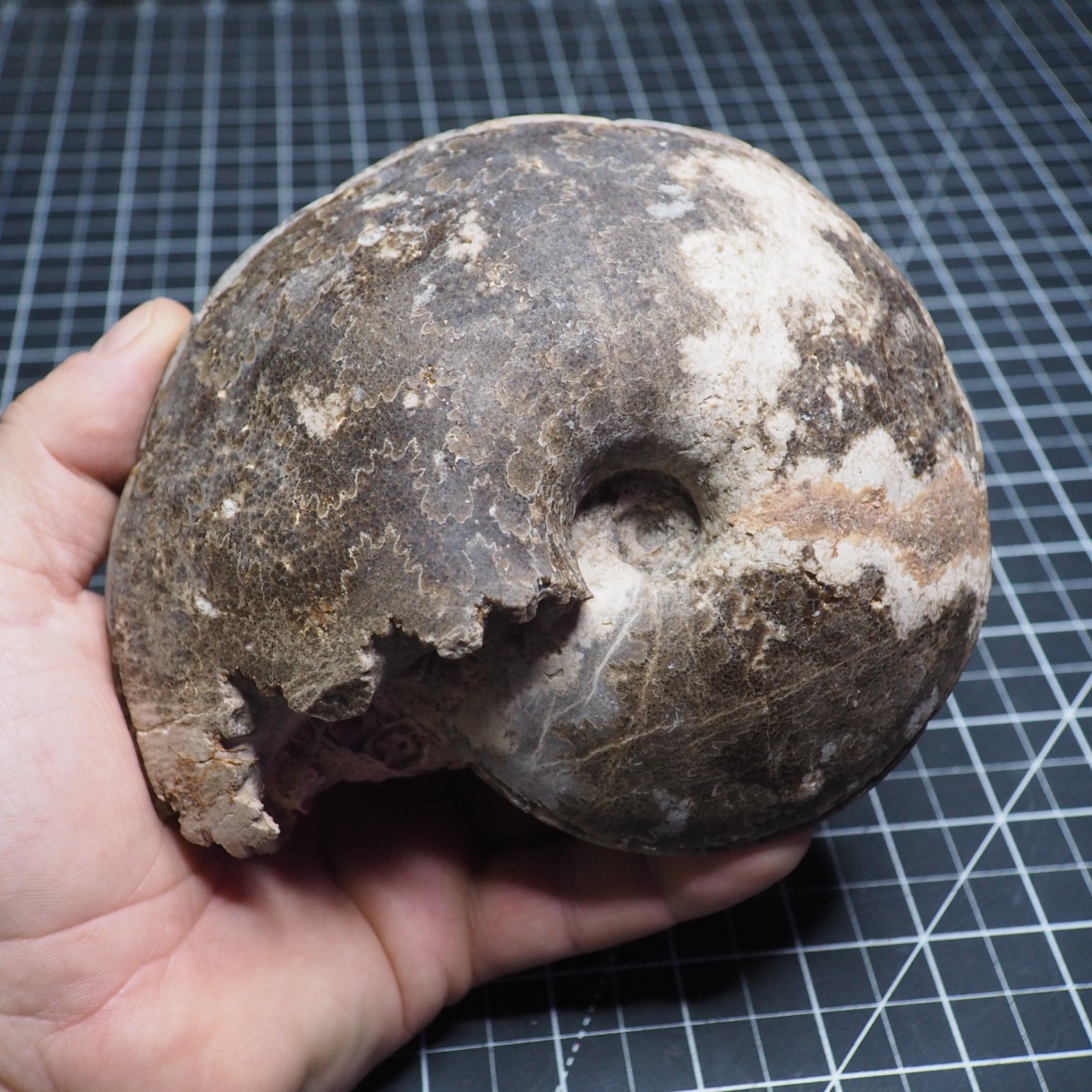 Study Specimen Choffaticeras Ammonite 155 mm 1.7 kg Fossil Siphuncle Cretaceous