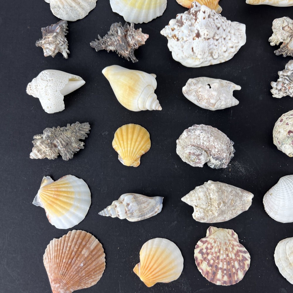 Natural Seashell Lot Various Shapes Sizes & Textures 40+