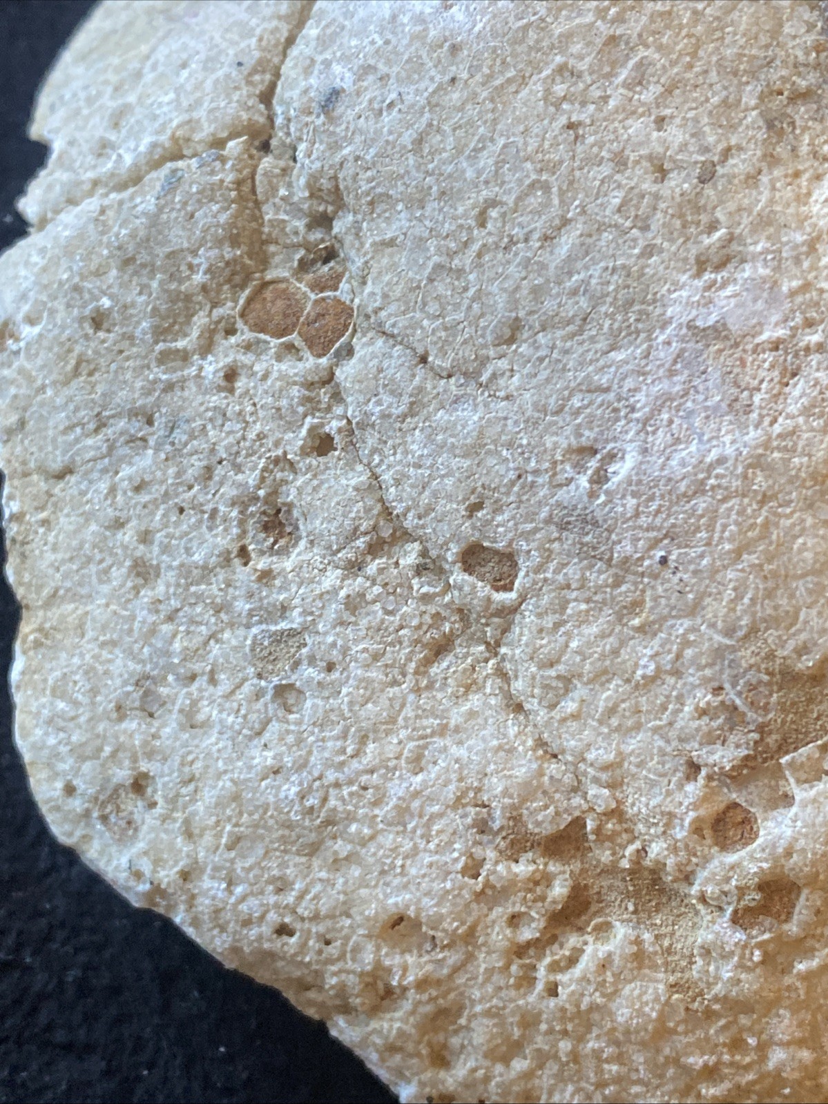 fossilized coral, a tabulate coral fossil specimen 3 Pounds From Kentucky