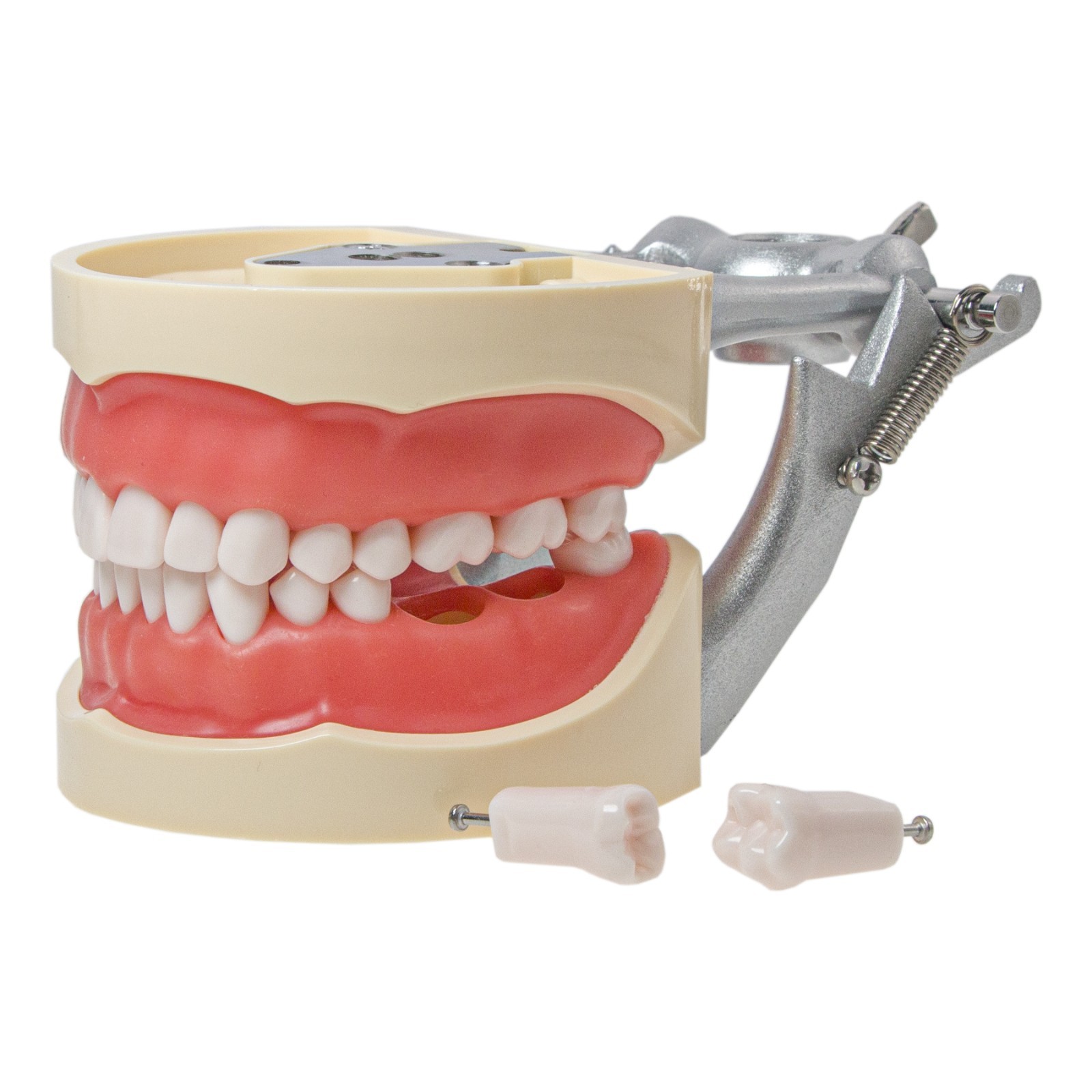 Kilgore Nissin 200 Type Dental Mounting Pole Typodont Model 32pc Removable Teeth