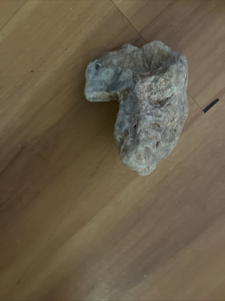 Fossil -skull Arizona Origin $400 Obo