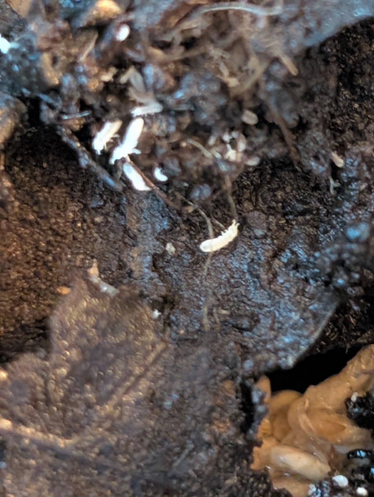 1000+ Temperate Springtails, Free Shipping