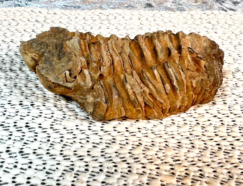 Fossilized Trilobite from Morocco. 82 grams