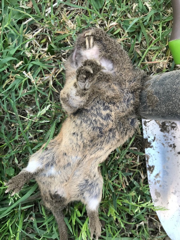 (4PACK)Gopher Mole Vole Tunnel Trap Sensitive Trapper Eco Friendly Catcher